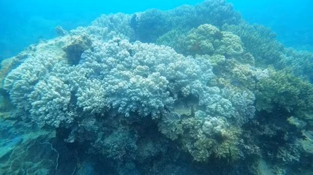 A view of coral reefs along coastal areas of Binh Dinh province (Photo: VNA)