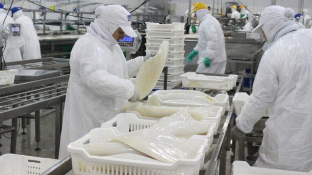 Vietnam's squid and octopus exports to China remain on the rise. (Photo: VASEP)