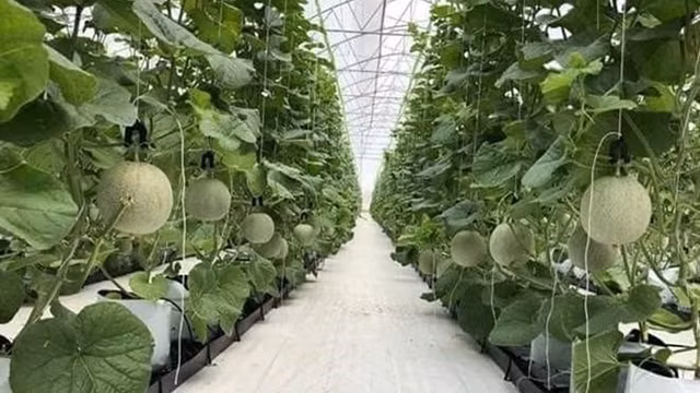 Scientific and technological applications have been utilised flexibly and dynamically, creating positive changes for Vietnamese agriculture. (Photo: VNA) 