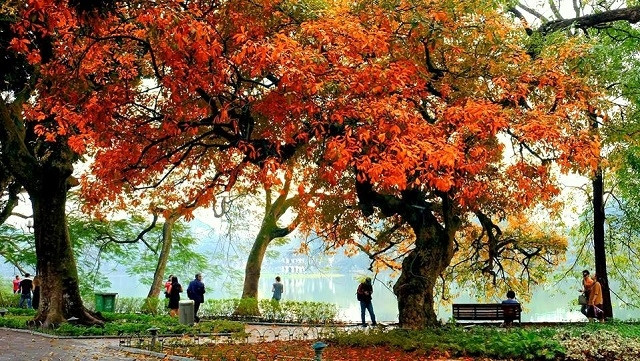 Loc vung near Hoan Kiem Lake begin shedding their leaves. (Photo: Ngoc Quang)