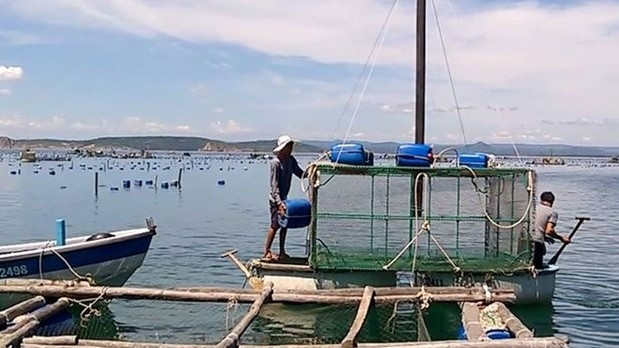 A shrimp farming area in Phu Yen province (Photo: https://thanhnien.vn/)