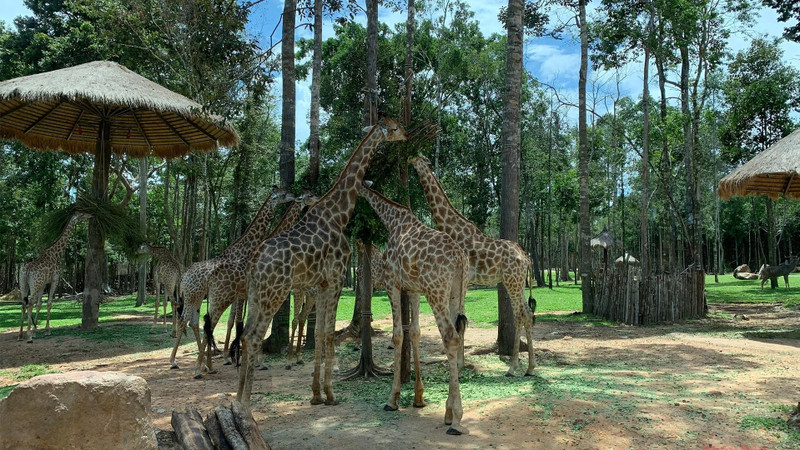 Giraffes are leisurely eating leaves.