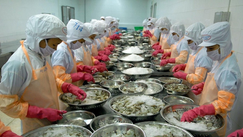 Processing shrimps for export (Photo: VNA)