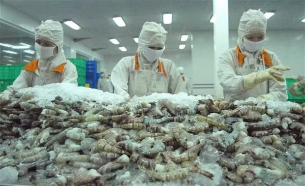 Shrimp processing for export at Cafatex Hau Giang. Belarusians have been familiar with Vietnam’s key products, including seafood. (Photo: VNA)
