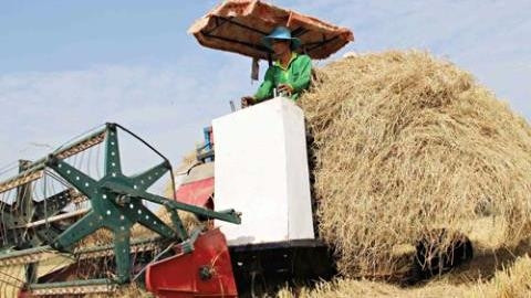 In the winter-spring crop 2015-2016, Song Hau Farm is expected to ship the first batches of straw to Japan.