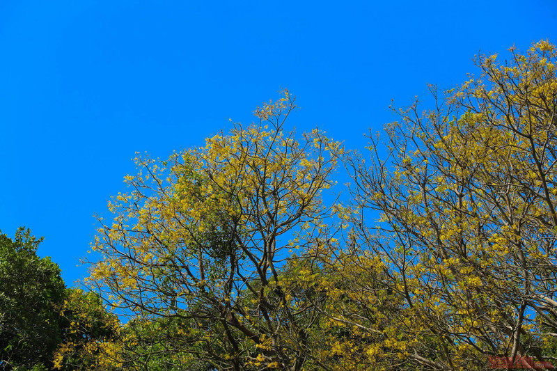 The Son Tra Peninsula is one of the famous destinations in Da Nang. Most tourists who love nature and photography visit Da Nang and choose Son Tra Peninsula, regarding it as a destination not to be missed. These days, it is not difficult to see the flamboyant trees blooming with their bright yellow flowers.