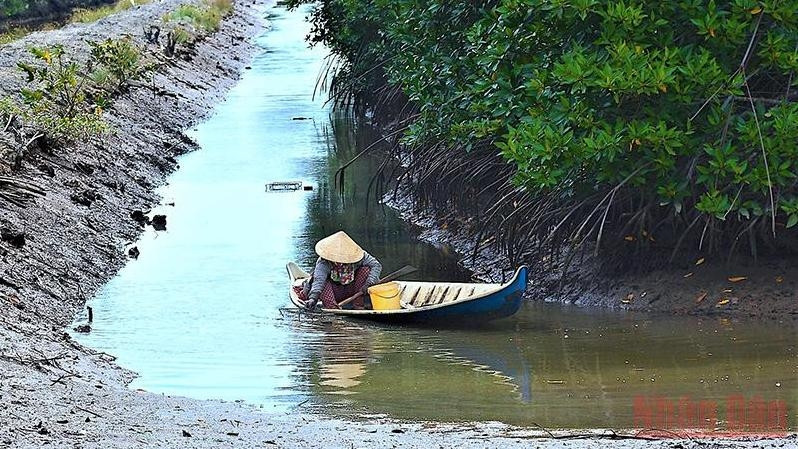 Shrimp farming in mangrove forests in Ca Mau Province.