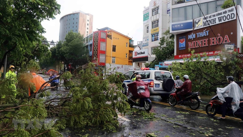 Trees are felled by Tropical Storm Noul in the central city of Hue. 