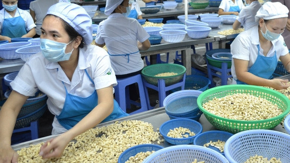 Processing cashew nuts at a business in Phuoc Long town, Binh Phuoc province. (Photo: tuoitre.vn)