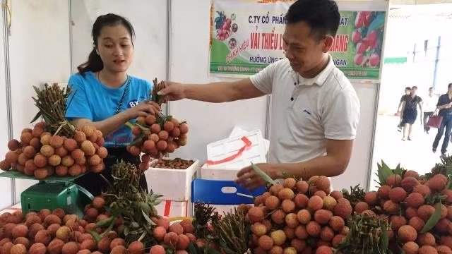 Luc Ngan lychees showcased at the Lychee Week in Hanoi