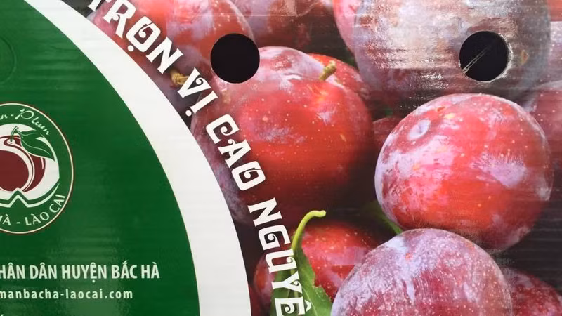 The Bac Ha plum brand has a green package with the slogan ‘A full taste of the White Plateau’.