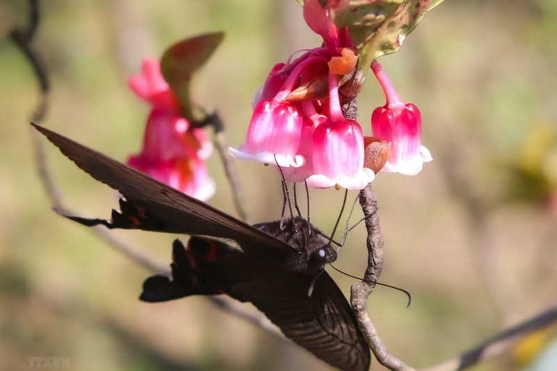 When they blossom, the flowers have white or pink bell-shaped flowers, that hang upside down in clusters, from their stems.
