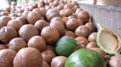 Macadamia nuts 