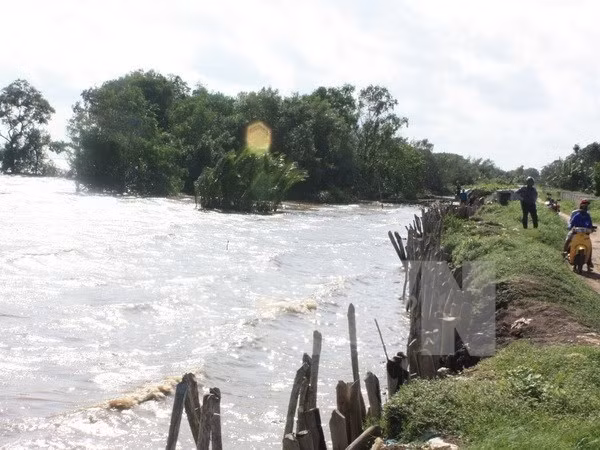 Sea water threats the Tay Vam Ray dike in Kieng Giang. (Photo: VNA)