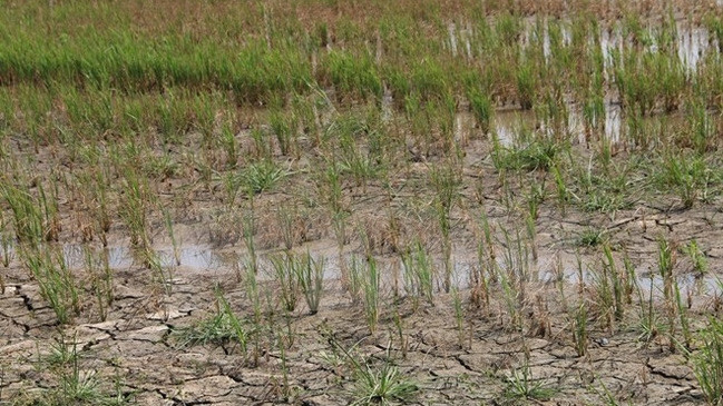 ADB supports Vietnam deal with impacts of drought and saline intrusion. (Credit: VNA)