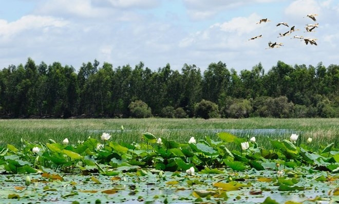 At Tram Chim National Park. (Photo: tramchim.com.vn)