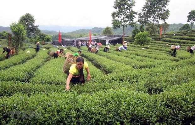 The programme will be implemented in 287 mountainous, remote and island districts of 48 provinces and cities nationwide. (Photo: VNA)