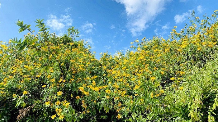 Flowers boast their charm under sunlight.
