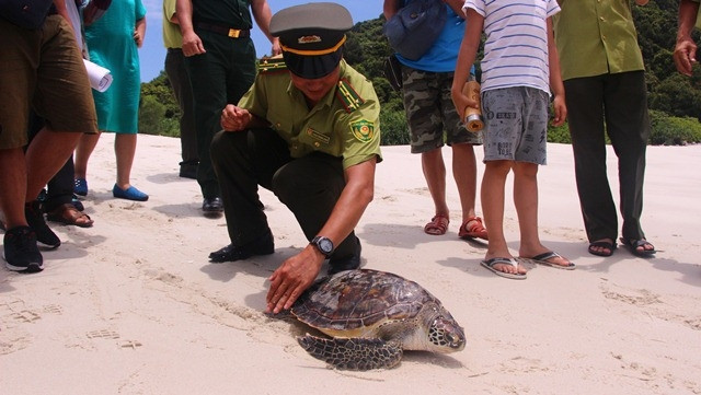 The 20kg olive ridley sea turtle was released into the sea in Minh Chau commune, Van Don district, Quang Ninh province on Thursday, June 7, 2018. (Photo: tuoitre.vn)