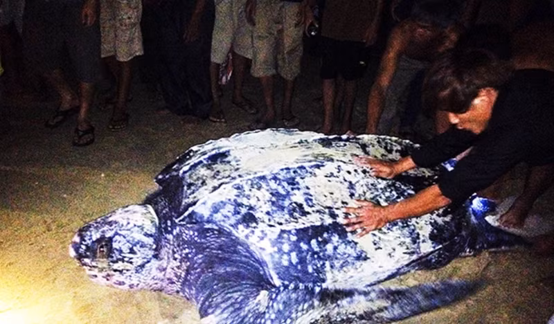 A leatherback turtle is rescued in Hai Khe commune, Hai Lang district.