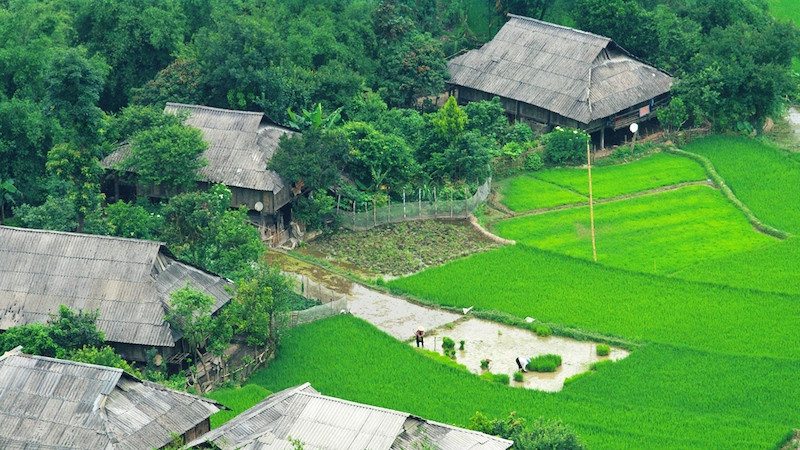 Rice transplanting takes place in May-June and the harvesting season often falls in September-October.