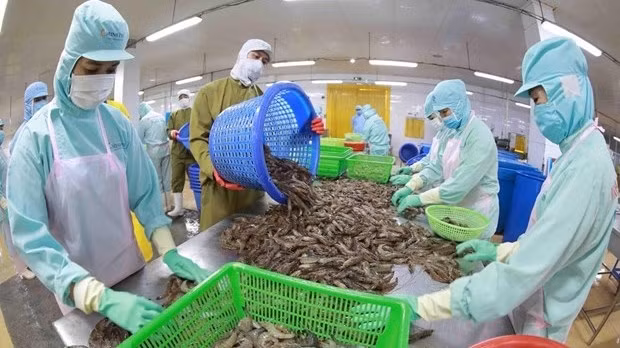 Vietnam’s seafood exports enjoy strong surge despite challenges. (Image for illustration/Source: VNA)