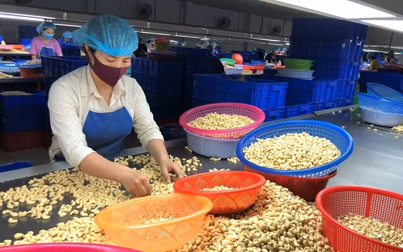 Workers conduct preliminary processing of cashew kernels at a cashew nut processing enterprise in the southern province of Binh Phuoc.