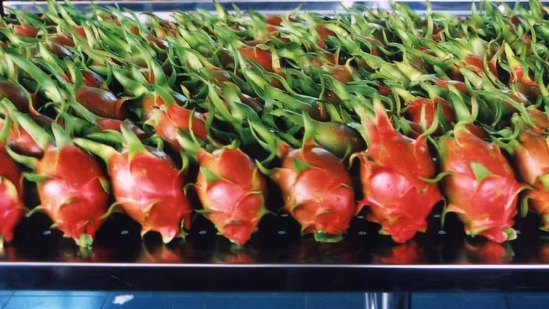 Two tonnes of high quality dragon fruit have just been imported and distributed in Australia. (Illustrative image)