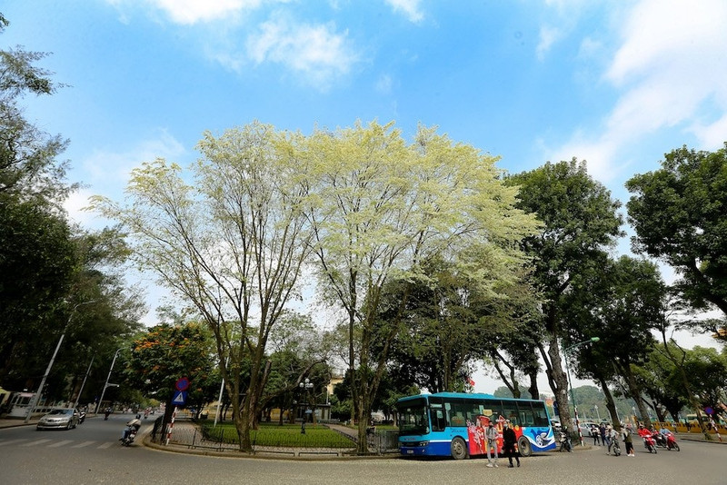 The Vietnamese capital city of Hanoi is given a new coat of pure white by a flower known scientifically as Dalbergia tonkinensis or “sua” in Vietnamese.