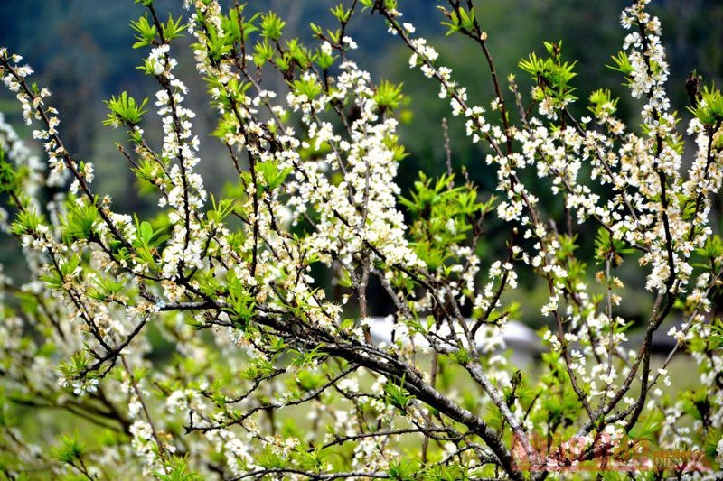 Plum flowers bloom in Bac Ha plateau 