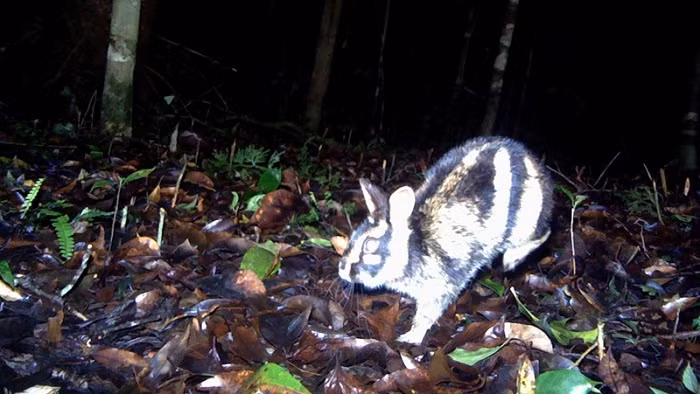 An Annamite striped rabbit recorded on camera in Bidoup-Nui Ba National Park. (Photo: Bidoup-Nui Ba National Park)