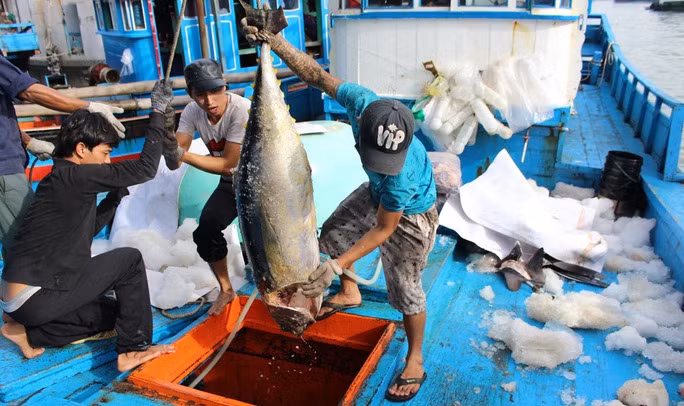 SFDA has initially allowed a number of Vietnamese enterprises to export wild catch fish to Saudi Arabia. (Illustrative image/ Ky Nam)