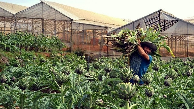 Lam Dong targets to develop medicinal plants into a local high-tech commodity production industry. (Photo: NDO/Mai Van Bao)