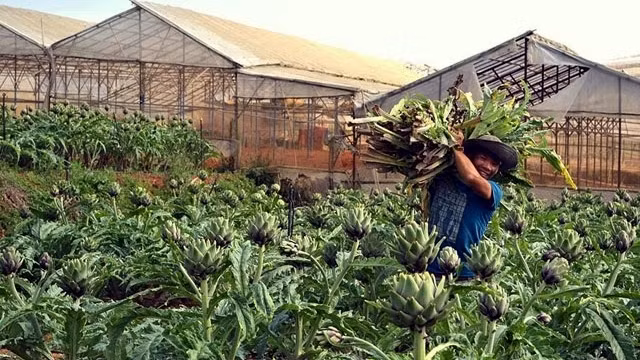 Lam Dong targets to develop medicinal plants into a local high-tech commodity production industry. (Photo: NDO/Mai Van Bao)