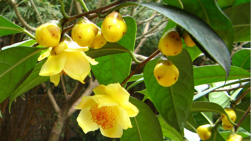The camellia chrysantha (Tra hoa vang)