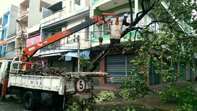 Green trees downed on Tuy Hoa city’s streets (Phu Yen province) after Storm Damrey making landfall Saturday morning.