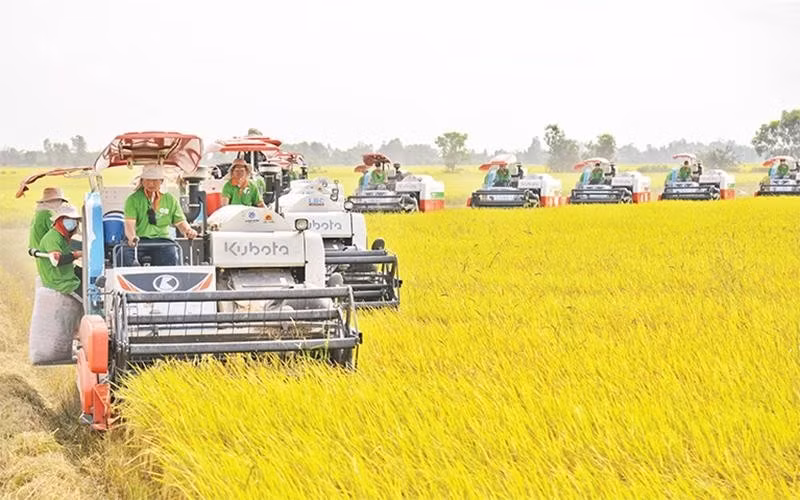 Harvesting rice in a field in Thoai Son District, An Giang Province. (Photo: Minh Anh)