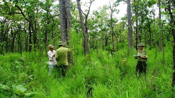 As of December 31, 2019, the forest area of the entire country is 14,609,220 ha. (Illustrative image)