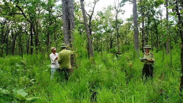 As of December 31, 2019, the forest area of the entire country is 14,609,220 ha. (Illustrative image)