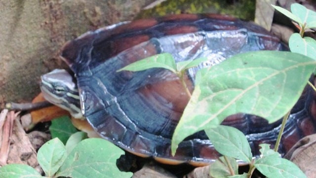 A rare Vietnamese pond turtle in Cuc Phuong National Park