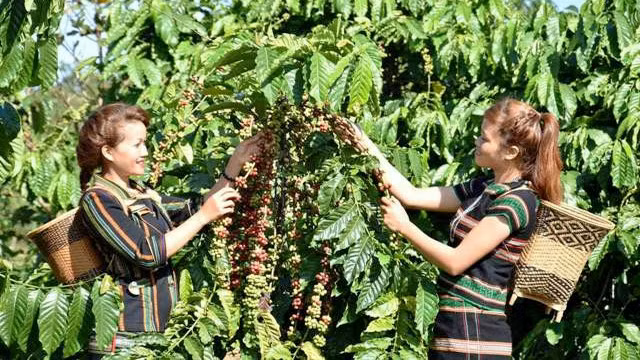 Locals in Dak Lak province enjoy a good crop of coffee beans. (Credit: NDO)