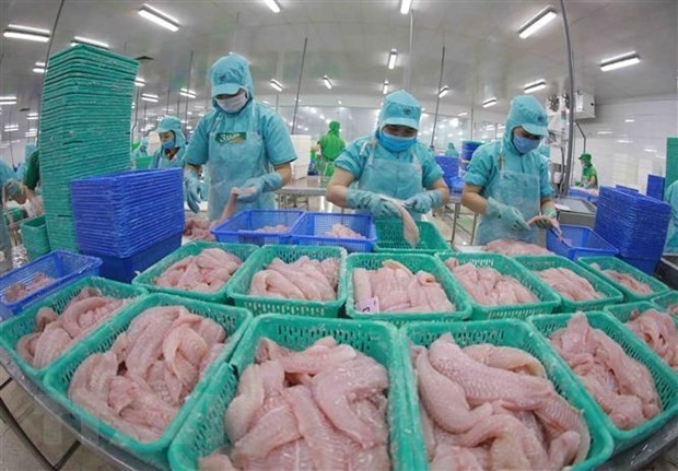 Processing tra fish for export (Photo: VNA)
