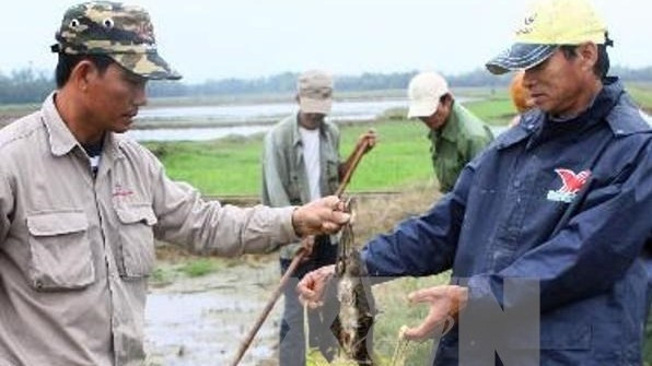 People are actively detecting and destroying rats. (VNA)