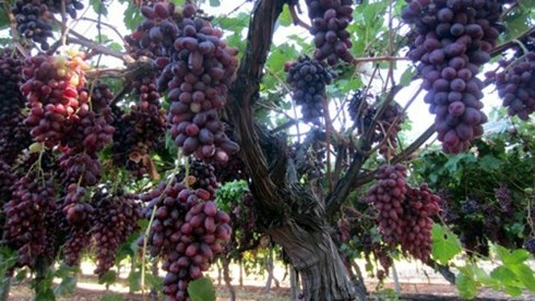 Australian grape is one of the three fruits allowed to re-enter the Vietnamese market.