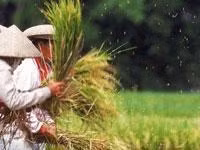 Vietnamese rice grower receives acclaimed intenational organic certification