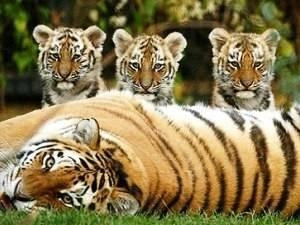 Seminar calls for urgent tiger conservation