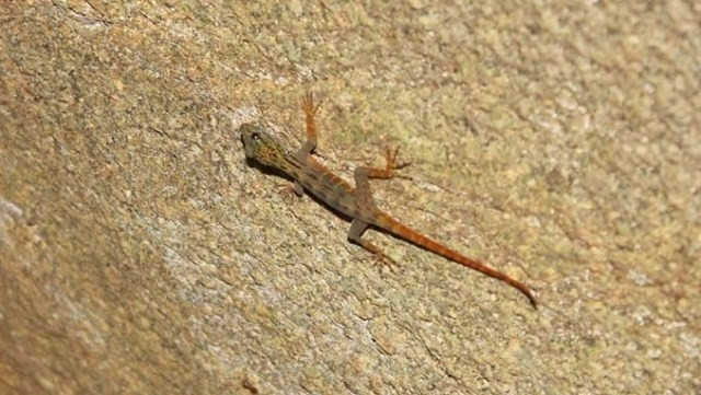 The psychedelic Vietnam gecko discovered on Hon Khoai Island. (Credit: thanhnien.vn)