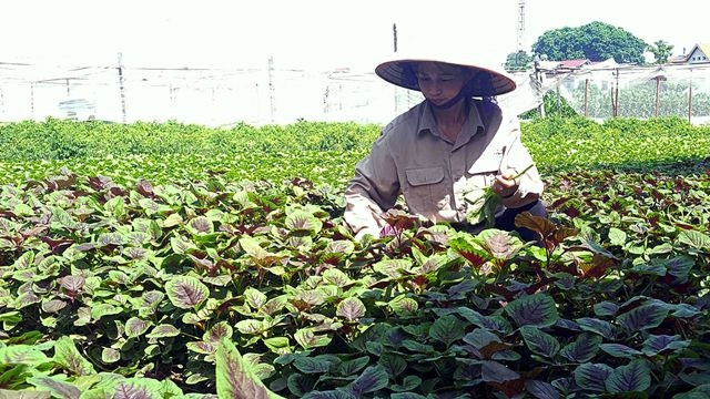 An organic vegetable farm in Pho Yen town of Thai Nguyen province. (Photo: VNA)