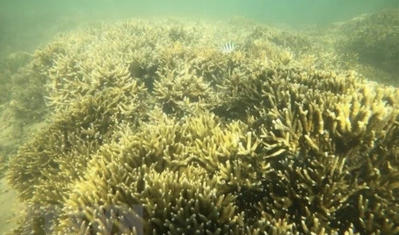 Coral reef in Ninh Thuan's Phan Rang - Thap Cham city (Photo: VNA)