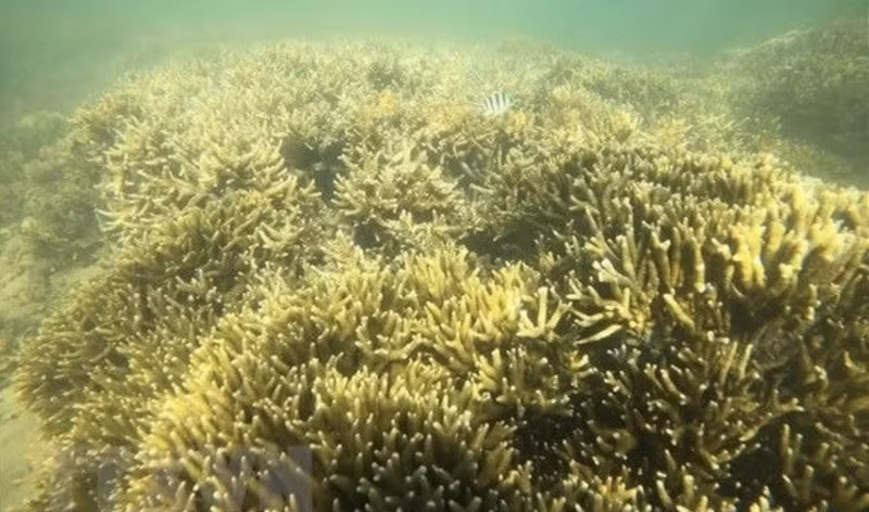 Coral reef in Ninh Thuan's Phan Rang - Thap Cham city (Photo: VNA)